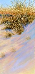 Marram Grass